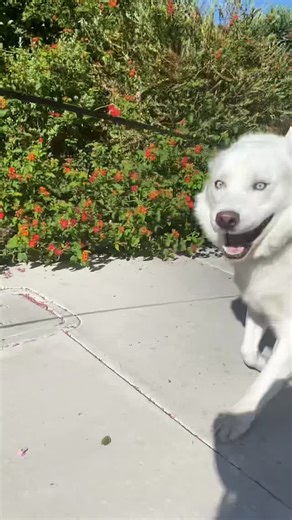 Fenix Lumiere, Your Happy Coach on Instagram: "This is Fenix. A neuro disabled 🧠 dog turned Happy Coach 🏆 🙌 Your daily serotonin boost 💊 Your morning motivation ☕️ Your secret for showing up with more courage and kindness today… and every day 🤩 Love 🐾 #YourHappyCoach, Fenix xoxoxoxo #Happydog #prancingdog #dancingdog #dog #husky #dogs #dogsrule #dogsarethebest #dogsarethebestteachers #dogsarethebesttherapy #dogsarethebestlifecoaches #dogsarethebestlifecoaches❤️‍🔥 FYI — I have a neurologic