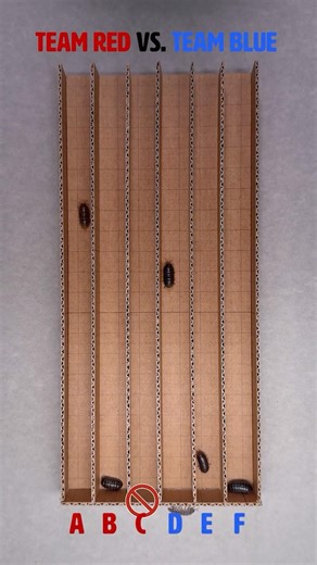 TEAM BLUE! 🔴🔵 3v3 Pill Bug Sprint 🏁