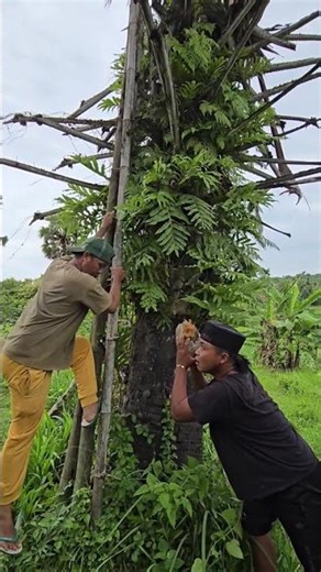Unique animals in coconut shells #shortvideo #animals