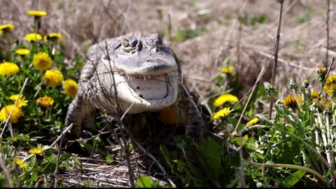 These American Lakes Are Teeming With Alligators