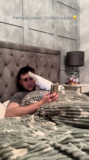 116K views · 2.6K reactions | Personal space and free time?? Nah you live with a bird now pal  #cockatoo #parrotsoftiktok #parrotsworld #birdsoftiktok #needy #funnybirds #pets | Charlie Junior The Cockatoo | Facebook