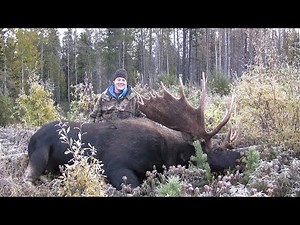 Monster Alberta Bull!