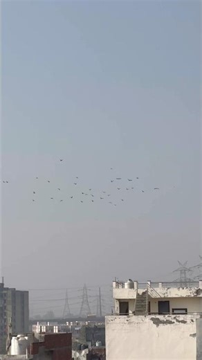 Khaan ne dhanne #masoomsharma #shorts #kartikpigeonlover #kabootar #kabutar 🕊️❤️