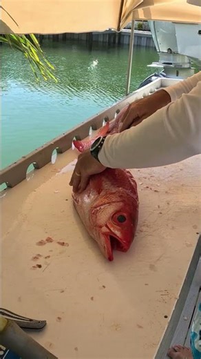 How to Fish Filet a Queen Snapper!!