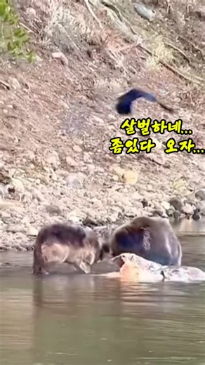 The Bear Crashed the Dinner Party... "Wolf's Fury" After Having Their Prey Stolen #Wildlife #Natu...