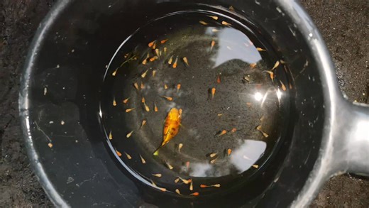 Kaloy an Albino golden zebra | Vincent Sybico