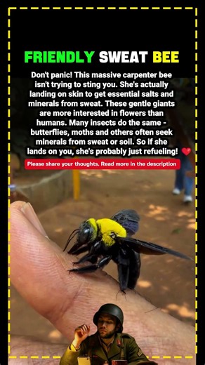 Don’t Panic, This Bee Wants Your Sweat 🐝