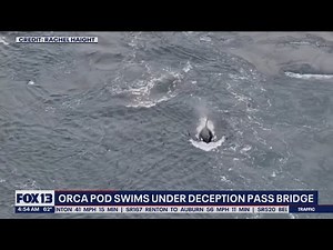Orca pod swims under Deception Pass Bridge | FOX 13 Seattle
