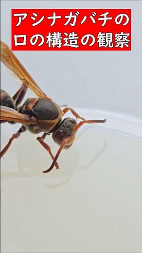 アシナガバチの口の構造の観察 #昆虫 #アシナガバチ #insects #教材