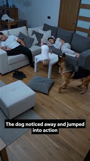 Smart Dog Saves Baby from Fall While Parents Sleep