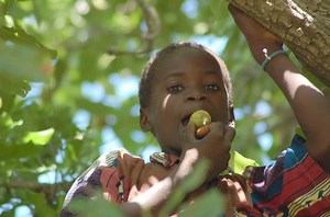 Shea butter for skin lightening: essential oils for body care and masks