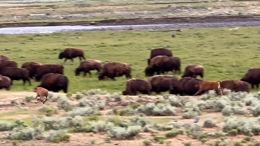 Baby bison appear to have a blast chasing each other at Yellowstone National Park