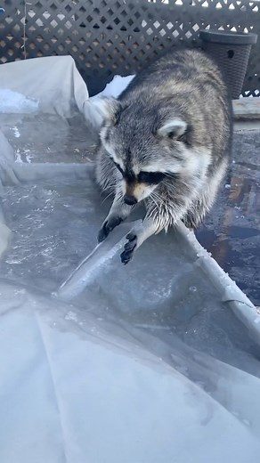 Diddles is pretty excited that the snow on the patio furniture cover is melting and not only did he find a puddle but ice too ❤️I can’t wait for the mud imagine the little Diddle foot prints everywhere 😍 #raccoon #raccoons #puddle #puddles #water #ice #playtime #outside #playoutside #fun #happy #behappy #smile #pets #petsofinstagram #animals #animalsofinstagram #animals #petsofinsta #petsofig #réel #reels #reel #reelsinstagram #reelitfeelit #reelsvideo #reelslovers #reelsinsta #love #reelit #re