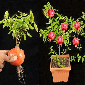 138K views · 2.8K reactions | How to Grow a Pomegranate Tree from Pomegranate fruit. Works Every Time! | Rana Craft | Facebook