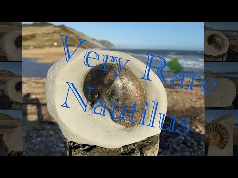 RARE NAUTILUS 🐚 190 MILLION YEARS OLD FIND AT CHARMOUTH JURASSIC COAST ASMR CHILL #fossilhunting 