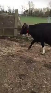 4.2K views · 111 reactions | Nothing going to stop this lady from getting milked in her Lely Astronaut Milking Robot!! | Lely Center Mullingar Robotic Milking | Facebook