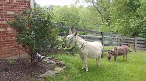 Daily Dose of Donkeyness Take time to smell (and eat) the roses. | Little Longears Miniature Donkey Rescue