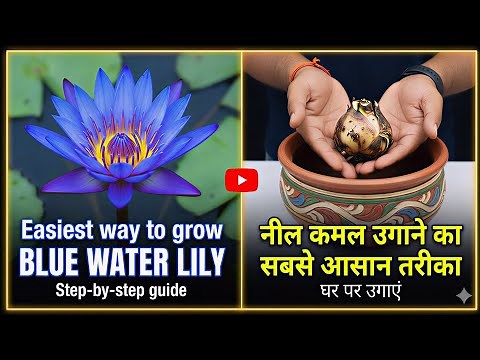 Easiest way to grow Neel kamal (Blue Lotus) at home, घर पर कैसे लगायें नील कमल।
