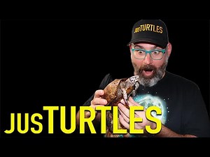 So Many Rare Turtles… in the Middle of the Desert?