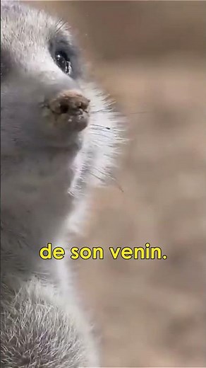 Ce serpent s'est attaqué au mauvais adversaire !