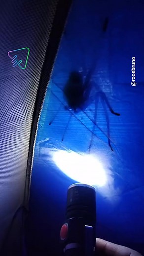 Brazilian Wandering Spider Encounter! | Naturee