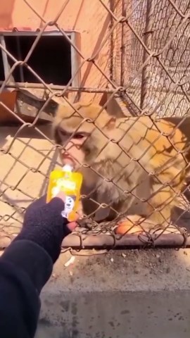 Incredible Encounters with Wild Animals and Humans