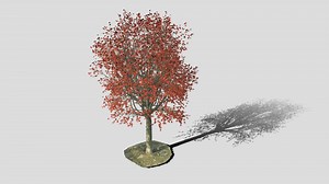 Maple tree acer mature B autumn - Buy Royalty Free 3D model by Gobotree-3D-Assets