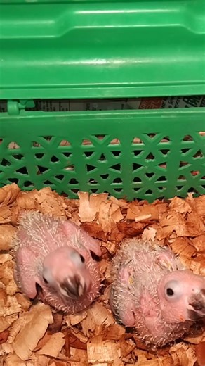 Sun Conure Baby Birds 🐥💛 Super Cute & Adorable Moments! #Shorts