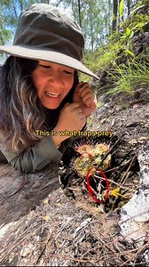 1.3M views · 63K reactions | Mga hayop madalas ang kumakain ng halaman, pero meron ding mga halamang kumakain ng hayop!  Kilalanin ang isa sa mga carnivorous plant na makikita sa Pilipinas: ang 혋혳혰혴혦혳혢 혣혶혳혮혢혯혯혪 aka Tropical Sundew! ☀️#PhilippineBiodiversity #PhilippineSundews | Celine Murillo | Facebook