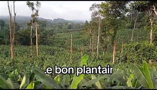 Petite présentation de l'état actuell de la plantation. #Cameroon, #sustainable, #agriculture, #plantain, #plantation, #overview