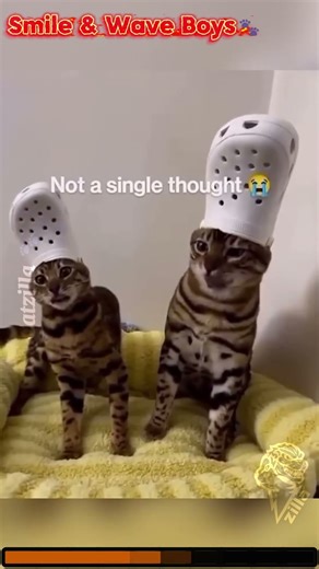 5 Cute Cat Moments That Melt Your Heart 😻 #catlovers