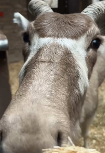 We hope some snack time content with Patricia the addax makes your snowy Monday a bit better 😇 🎥: Keeper Tashawna #Addax #Animals #Buffalo #BuffaloZoo