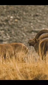 22 reactions | In nature, everything has a meaning. What does it mean #Animals #Nature | Animal Time | Facebook