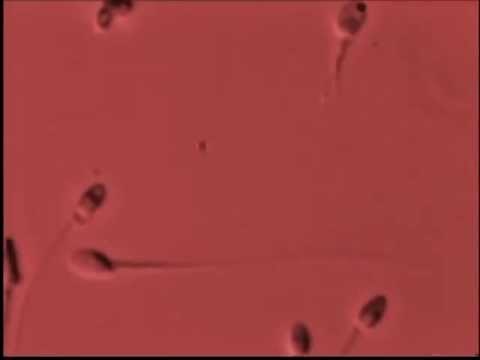 La guerra de los espermatozoides - La biología del amor - Desmond Morris