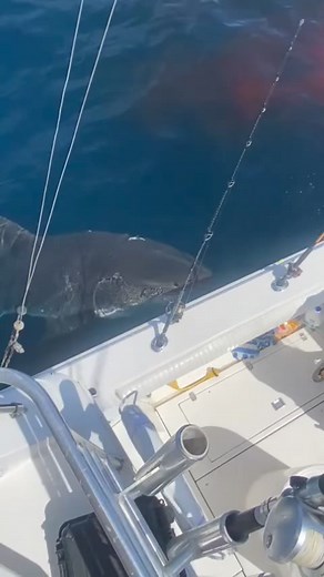 Guess the Shark size? . . #shark #sharks #ocean #sharkweek #underwater #sharkdiving #savesharks #greatwhiteshark #fish #sharkconservation #sharklover #sharkattack #sea #whiteshark #diving #nature #sharklove #scubadiving #scuba #fishing #art #jaws #savethesharks #ilovesharks #underwaterphotography #cagediving #saveoursharks #helpsavesharks #sharklife #lovesharks | Mempa Aje