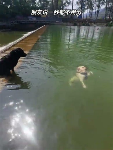 Is this the Canadian water dog Interesting.#Labrador#dog#Diving