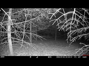 Deer Panic at 3:24 AM – Screams in the Forest | Trail Cam Sound