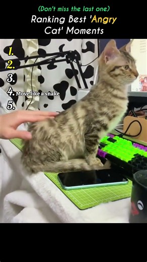 Ranking Best 'Angry Cat' Moments #cats #funny