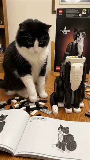 Cat Tries to Build a LEGO Cat!