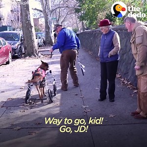 11K views · 879 reactions | This dog was having trouble walking on his own. His dad was so sad, but he couldn't afford to get him a wheelchair. So he reached out for help — and it changed their lives in the most beautiful way . via The Dodo | Pound Paws | Facebook