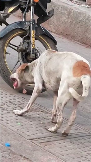 hungry dog 🐶🐕🐶🐕