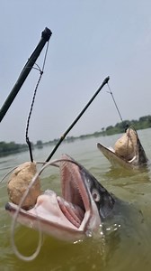 Amazing trap fishing system #gish #trap #fishing #video | Discovery Site