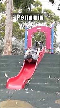 How different animals use the playground 😂 Part 1