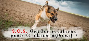 [Dossier complet] 7 moyens pour résoudre l’agressivité canine