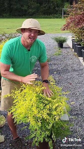 Looking for low maintenance shrubs to plant around your house? #plants #landscaping #lowmaintenanceplants #landscapeideas #garden #gardening #gardencenter #plantsoftiktok #ligustrum