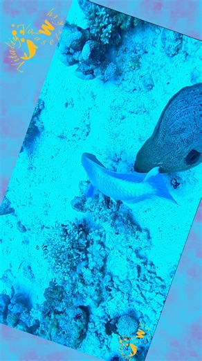 Foolhardiness. A parrot is abusing a moray eel :) #redsea #diving #morayeel #fish | Vitaliy Volosetskyy
