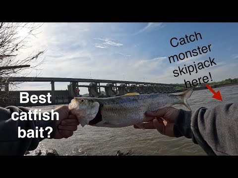 How to Catch Skipjack Herring on the Ohio River | Markland Dam