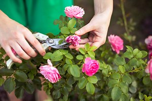 How to Prune Roses for Winter