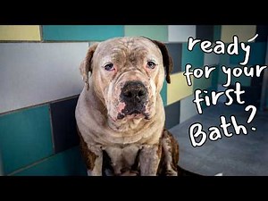 She is the dirtiest shelter dog I've ever seen 😔 Watch her get her first Groom