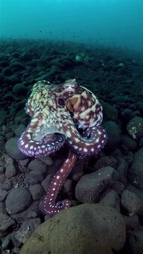 The Jar Challenge 🐙 | Octopus Solves It in Seconds!